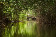 1_Sundarban-National-Park