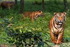 4493146_Sundarbans-Royal-Bengal-Tiger