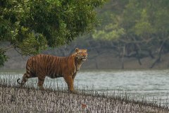 Sundarban_Tiger