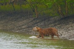 Sundarbans-National-Park-Tour-1-2-1