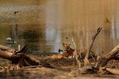 amazing-bengal-tiger-nature_475641-1255-1