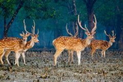 ashique-anan-abir-s7OaHZ90UU8-unsplash-1-scaled