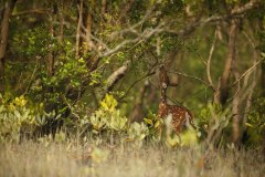 beautiful-axis-deer-from-sundarbans-tiger-reserve-india_475641-831