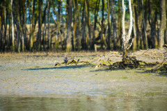bird-6053893_1280