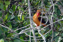 brown-winged-kingfisher-1207587_960_720