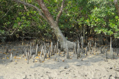 cone-roots-1226567_1280