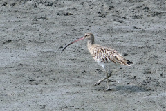 eurasian-curlew-1226646_960_720
