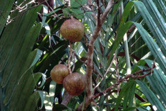 fruit-4053445_960_720