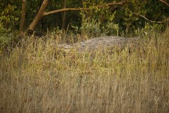 gigantic-salted-water-crocodile-caught-mangroves-sundarbans-india_475641-779