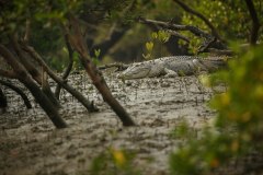 gigantic-salted-water-crocodile-caught-mangroves-sundarbans-india_475641-829-1