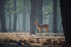 mamun-srizon-mNVk2uupXs0-unsplash-scaled