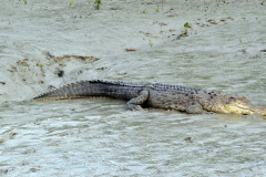 saltwater-crocodile-1226606_1280