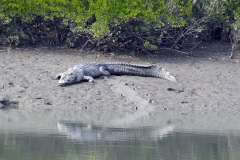saltwater-crocodile-1226664_1280