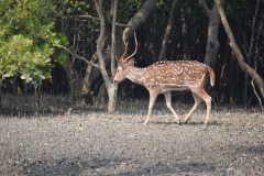 sundarban-4048272_960_720-1