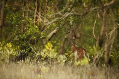 sundarban-8477700_1280