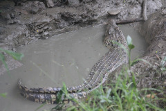 sundarbans-2603105_1280