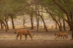 sundarbans-8477703_960_720