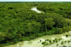 sunderwan_mangrove_forest