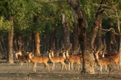 syed-zakir-hossain-3-1561826968533-1585981213908