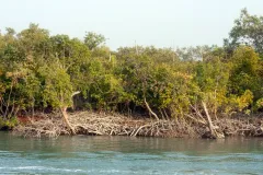 trees-Sundarbans