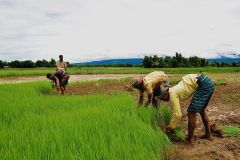 Agriculture_of_Bangladesh